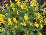 Corydalis speciosa