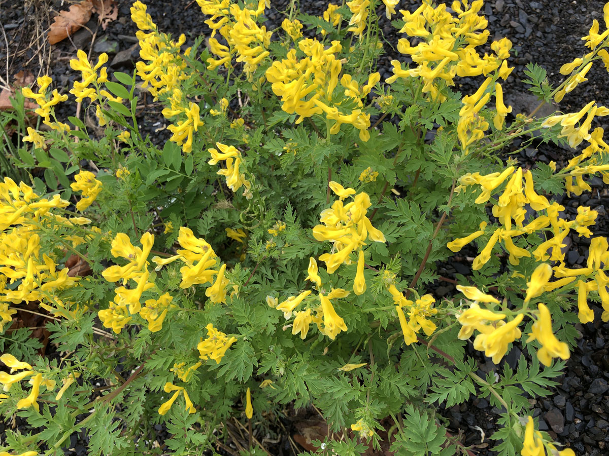 Image of Corydalis speciosa specimen.