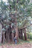 genus Ficus