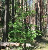 Изображение особи. Автор - Вадим Рыбаков