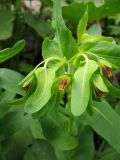 Cerinthe подвид caucasica