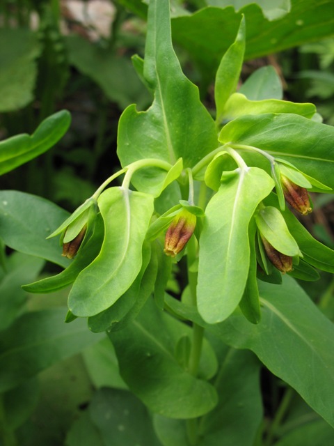 Image of Cerinthe glabra ssp. caucasica specimen.