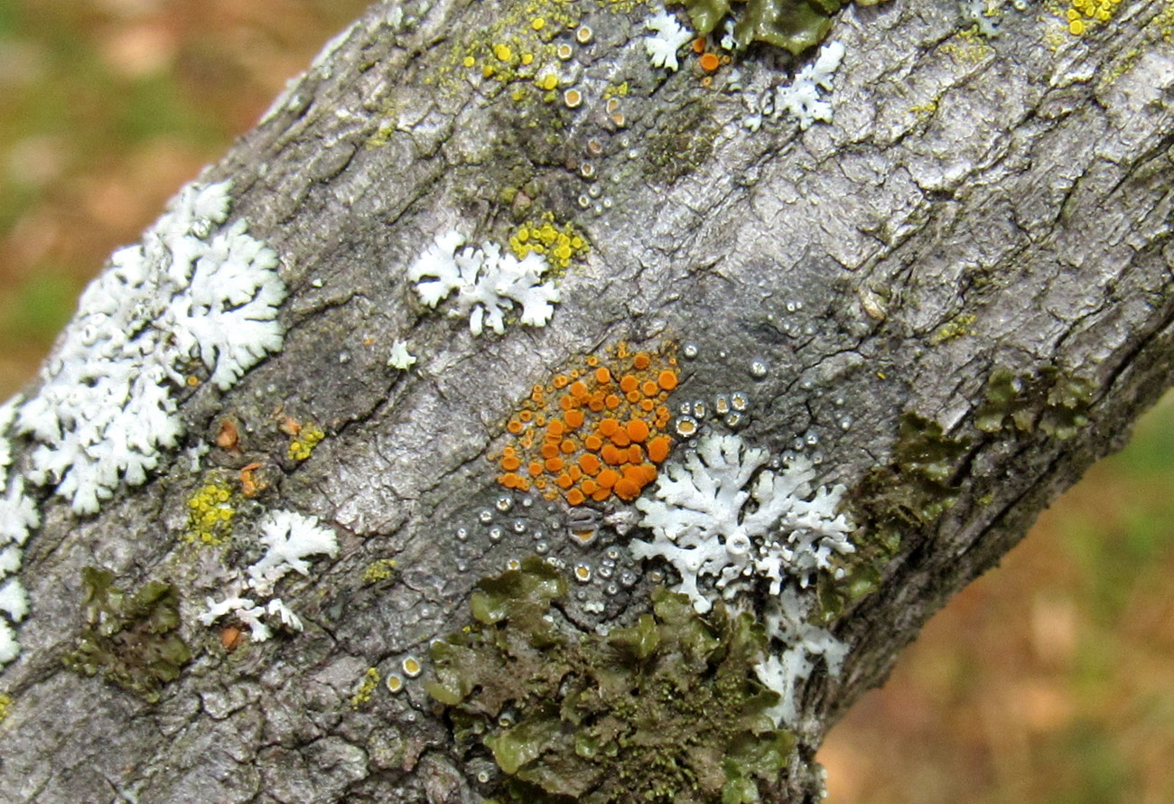 Image of Caloplaca ferruginea specimen.