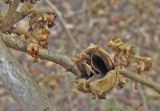 Hamamelis virginiana. Старые соплодия. Москва, ГБС РАН. 05.04.2017.