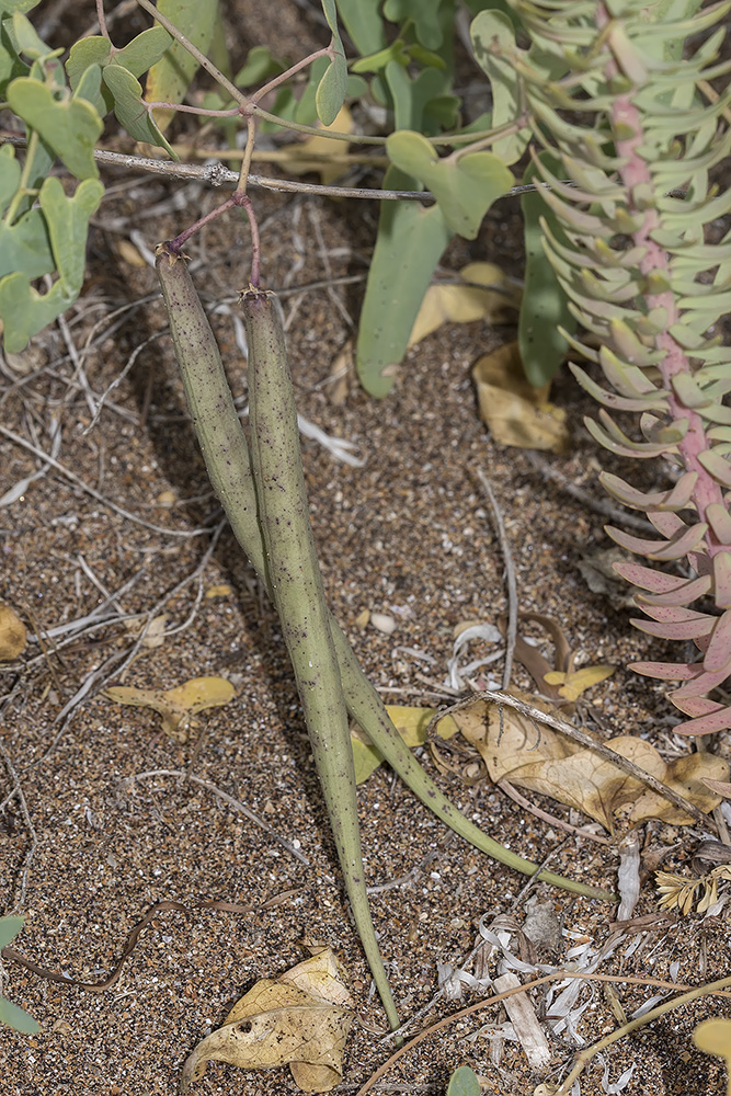 Image of Cynanchum acutum specimen.