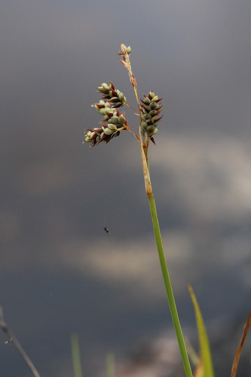 Изображение особи Carex paupercula.