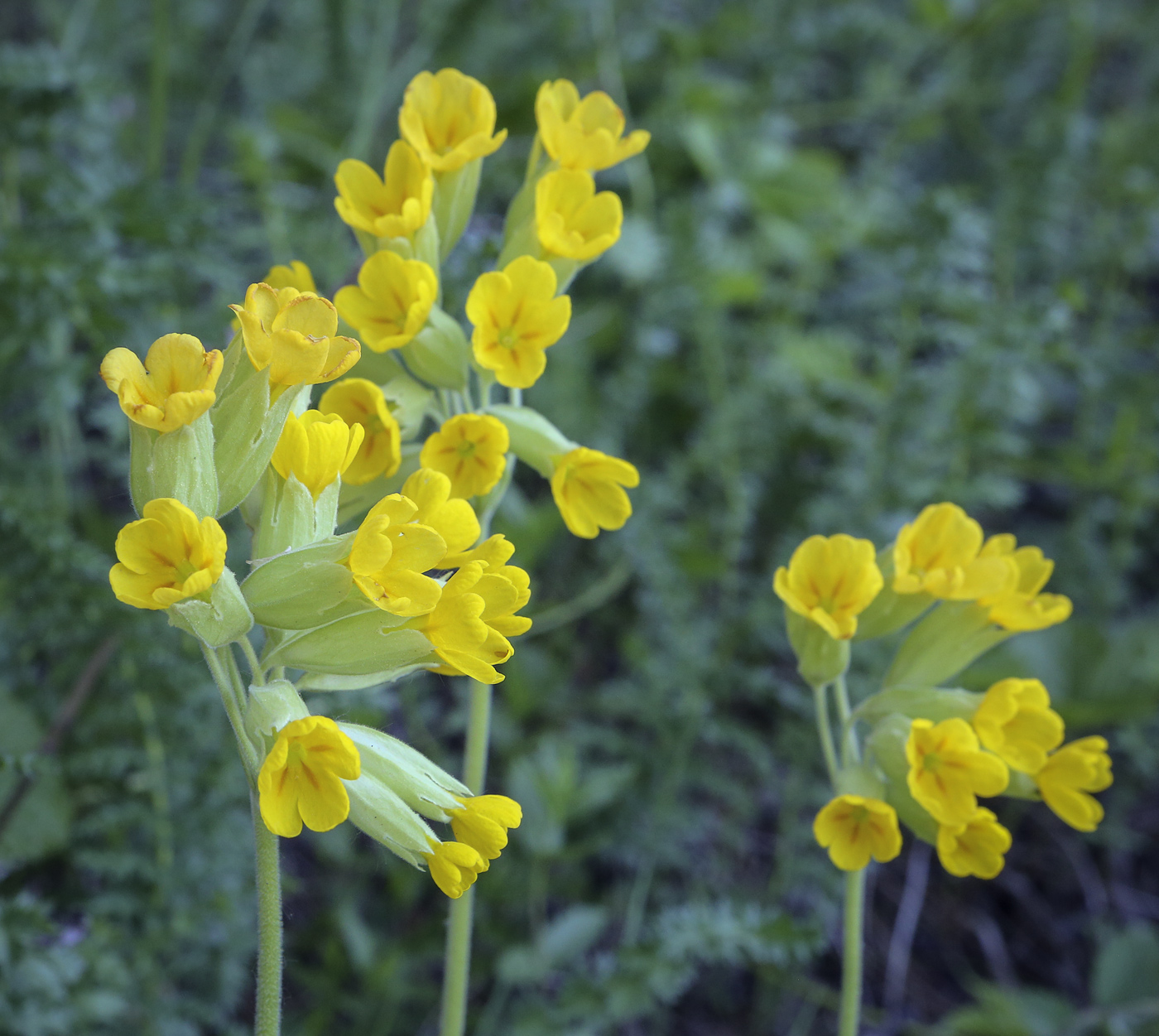 Image of Primula macrocalyx specimen.