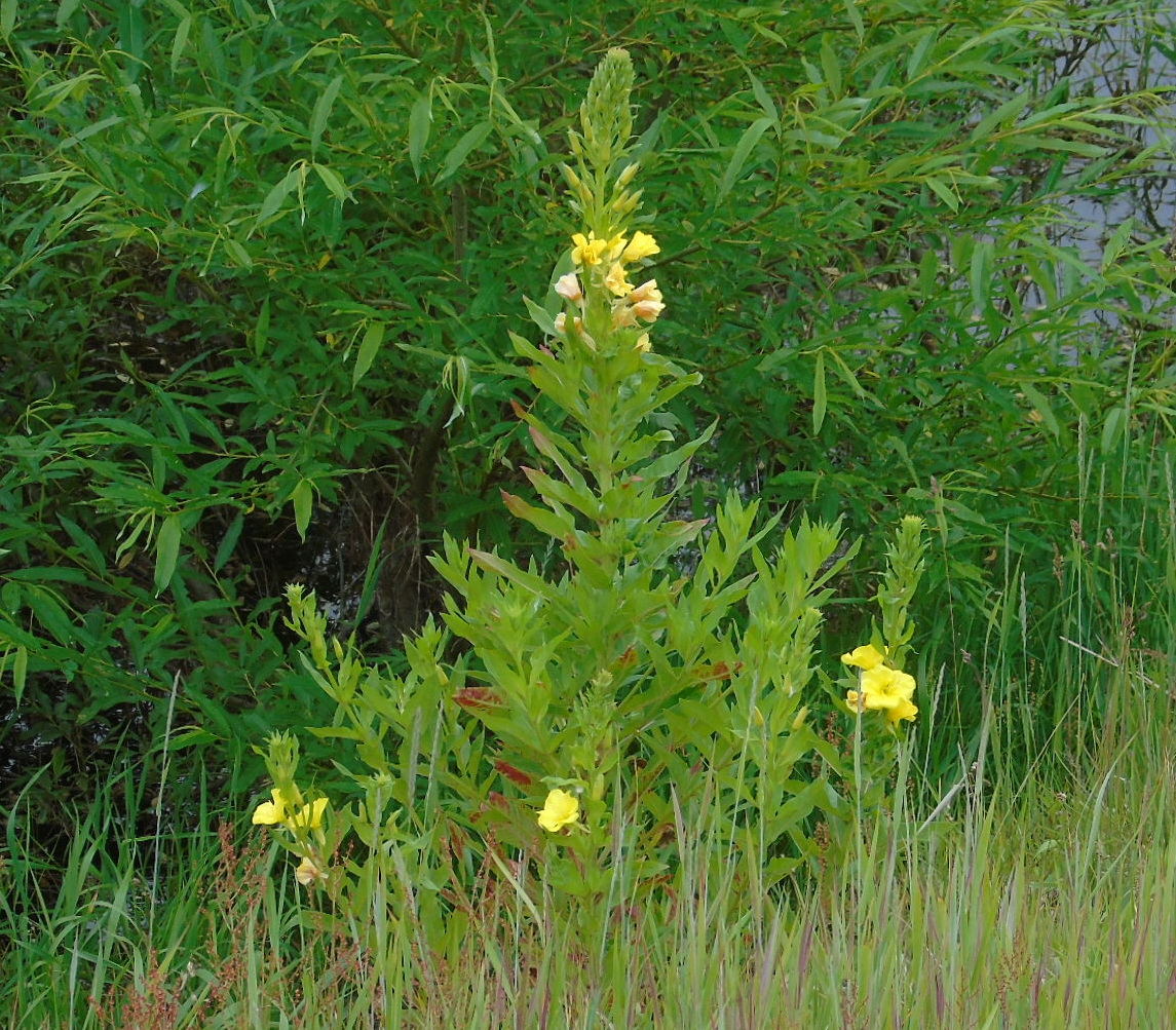 Изображение особи Oenothera biennis.