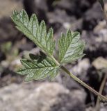 Potentilla kuznetzowii. Лист. Пермский край, Кунгурский р-н, правый берег р. Сылва, окр. ур. Камень Ермак, крутой щебнистый склон. 04.06.2022.