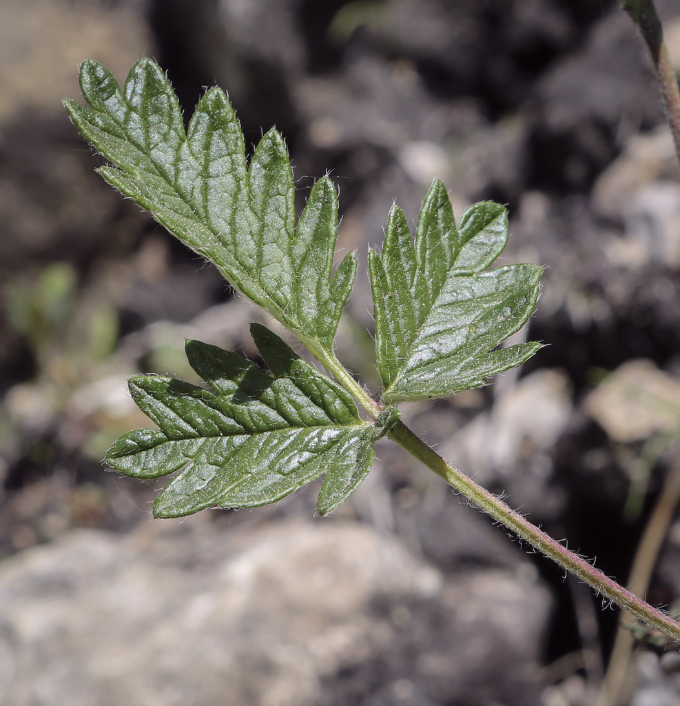 Изображение особи Potentilla kuznetzowii.