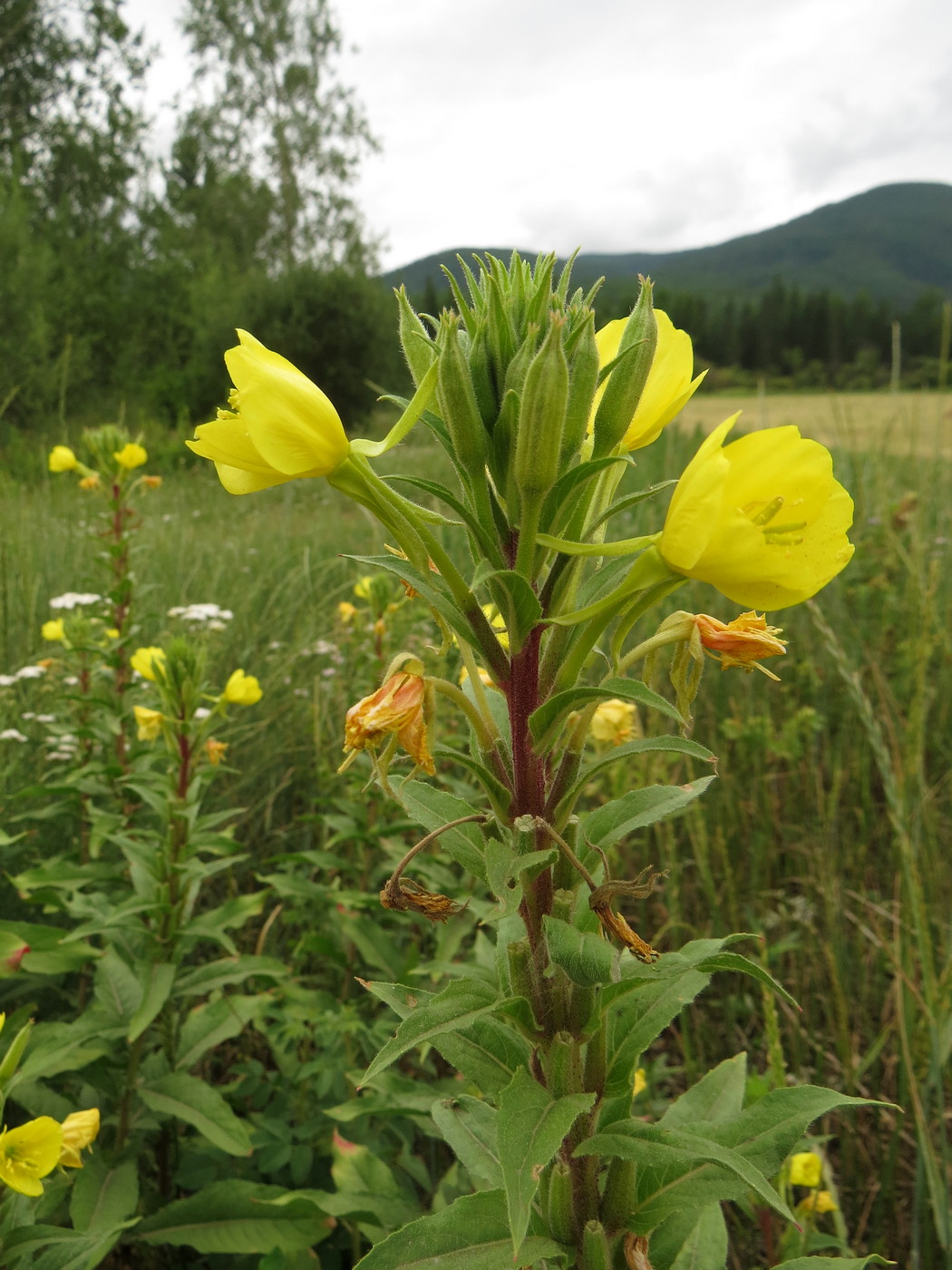 Изображение особи Oenothera rubricaulis.