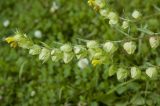 Rhinanthus подвид aristatus