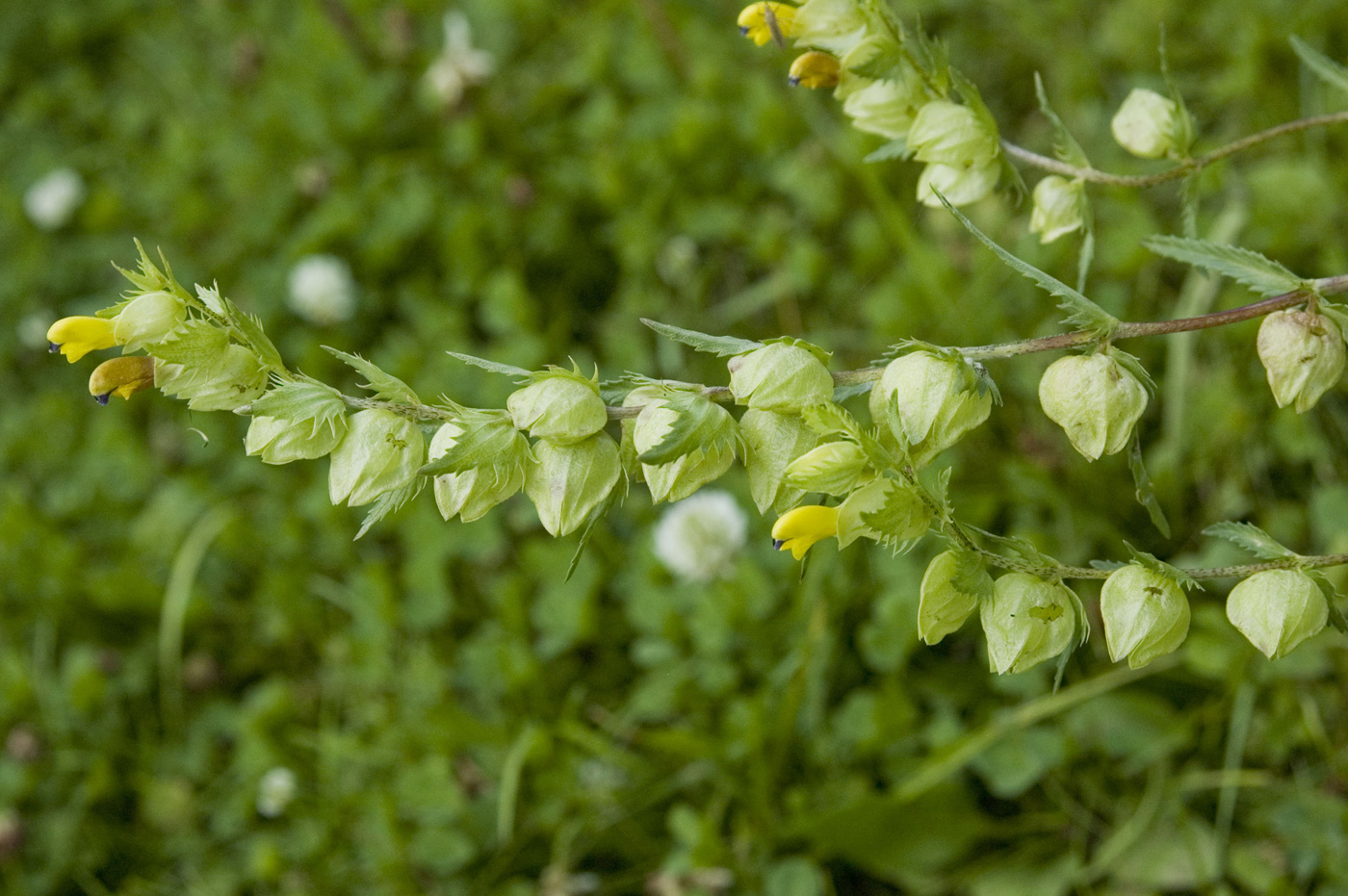 Image of Rhinanthus glacialis ssp. aristatus specimen.