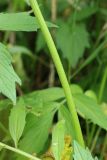 Valeriana sambucifolia. Часть стебля генеративного побега. Мурманская обл., Кольский р-н, окр. с. Териберка, природный парк «Териберка», сев. побережье Секретарского оз., граница прибрежного ивняка и олуговелой вороничной приморской тундры. 04.08.2022.