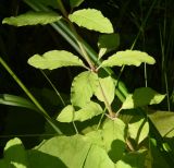 Lysimachia verticillaris. Средняя часть цветущего растения. Республика Адыгея, правый борт ручья Берёзовый, поляна перед штольней № 3, луг. 31 июля 2022 г.