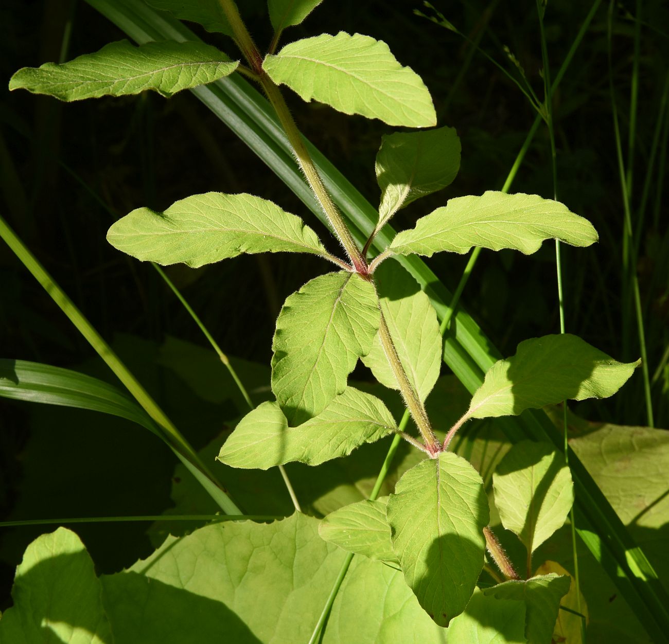 Изображение особи Lysimachia verticillaris.