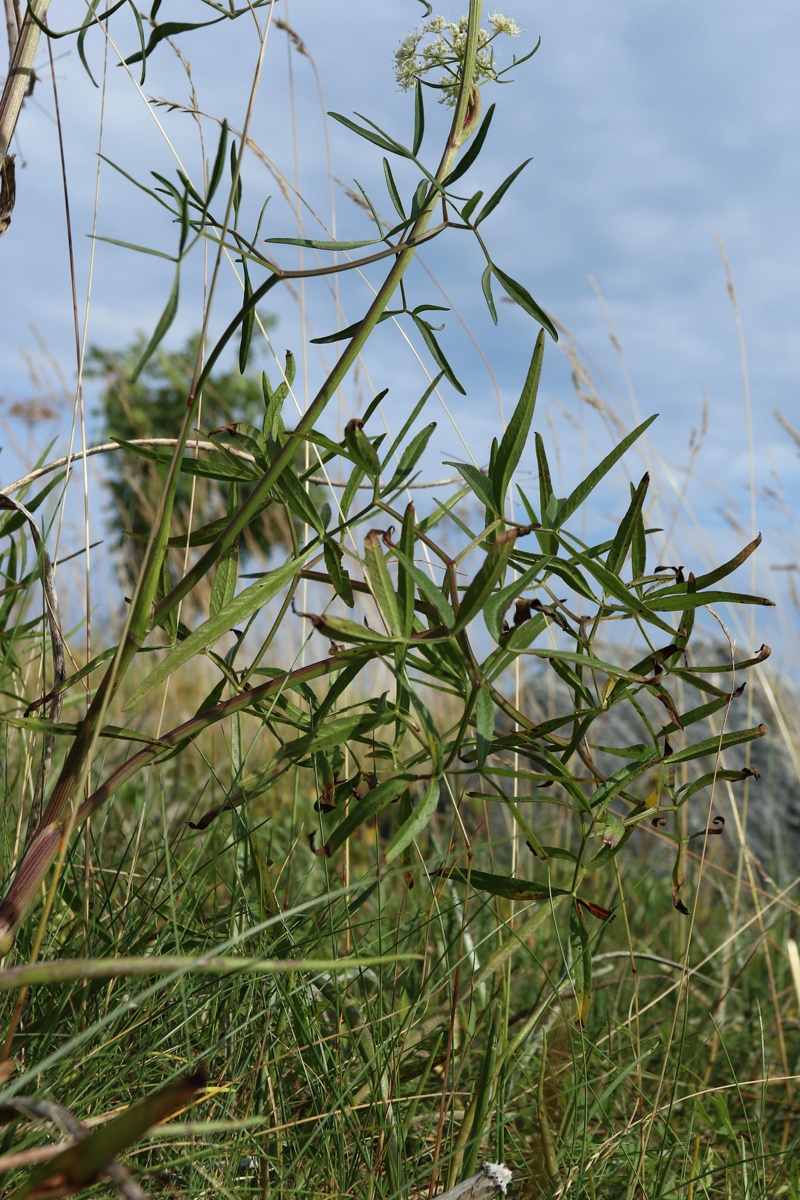 Image of Cenolophium fischeri specimen.