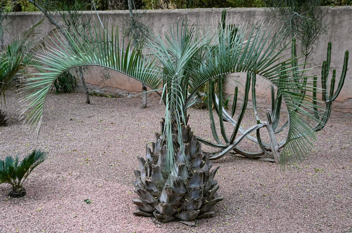 Изображение особи Butia capitata.