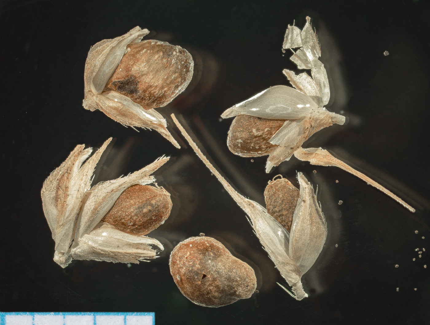 Изображение особи Echinochloa phyllopogon.