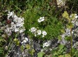 Gypsophila tenuifolia. Цветущее растение. Республика Ингушетия, Джейрахский р-н, окр. альплагеря \"Кязи\", выс. 2000 м н.у.м, на камне. 23 июля 2022 г.