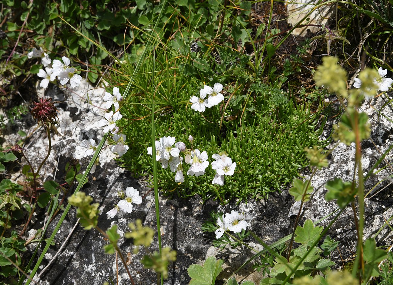 Image of Gypsophila tenuifolia specimen.