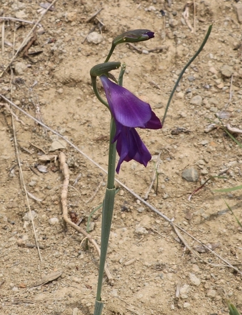 Изображение особи Gladiolus atroviolaceus.