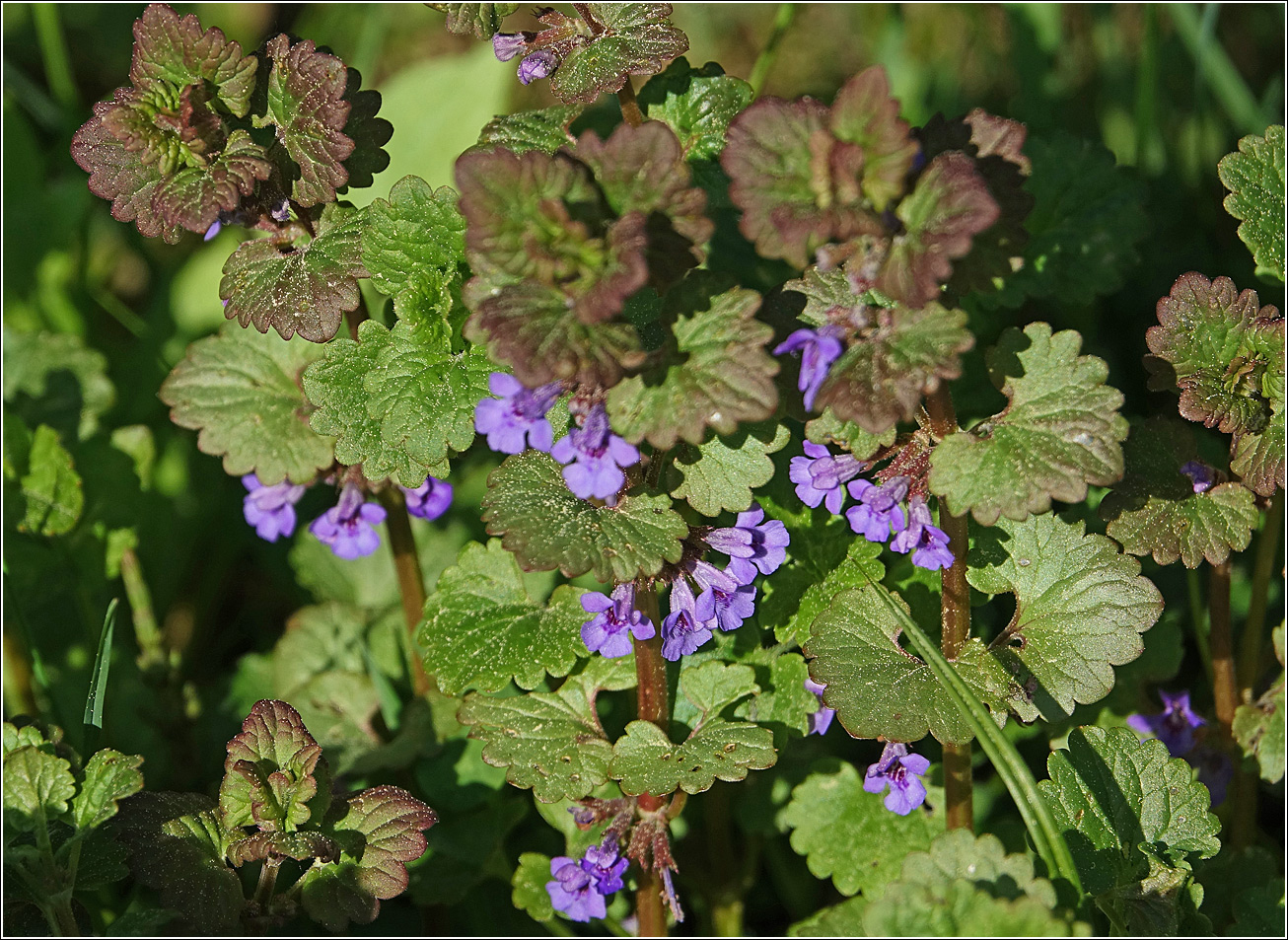 Изображение особи Glechoma hederacea.