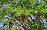 Leucaena leucocephala. Верхушки ветвей с плодами. Египет, мухафаза Александрия, г. Александрия, в культуре. 02.05.2023.