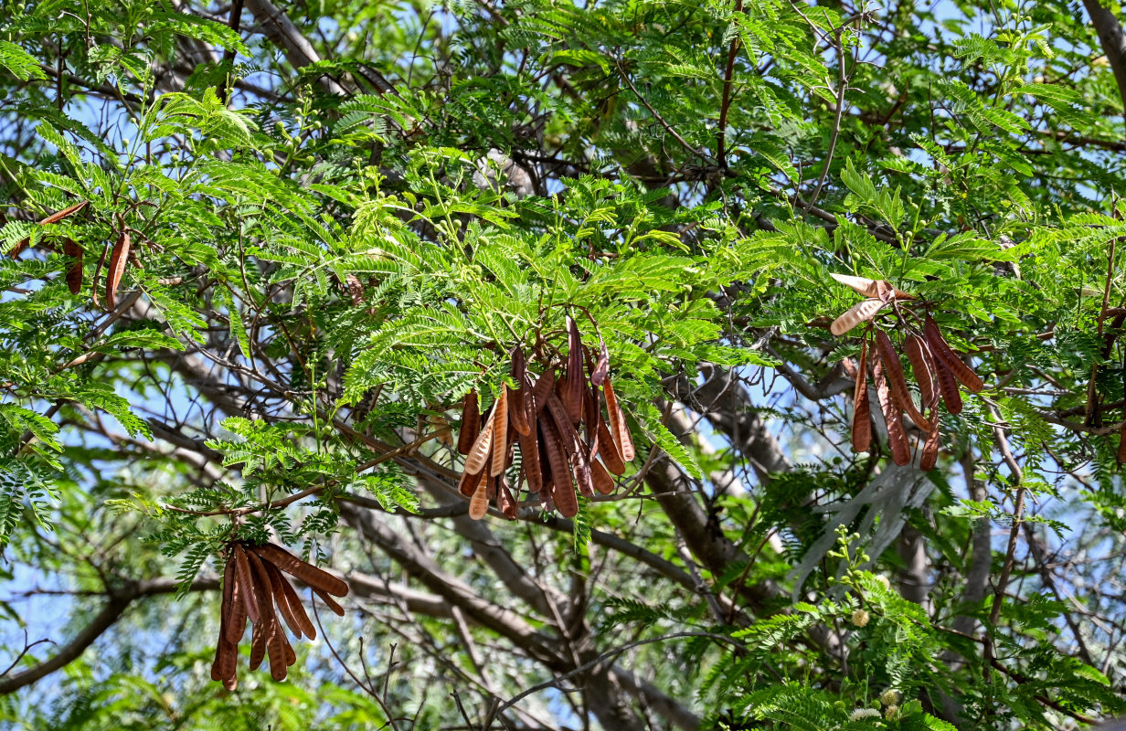 Изображение особи Leucaena leucocephala.