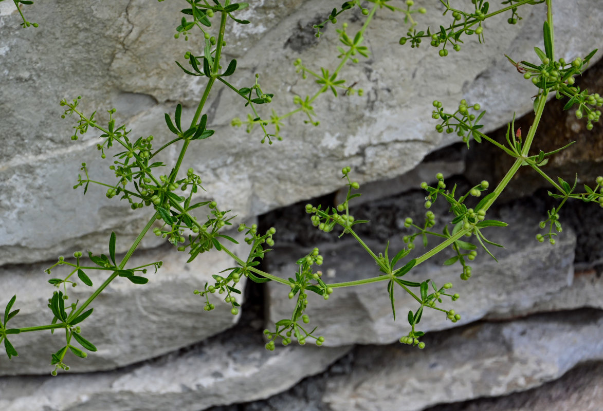 Изображение особи Galium aparine.