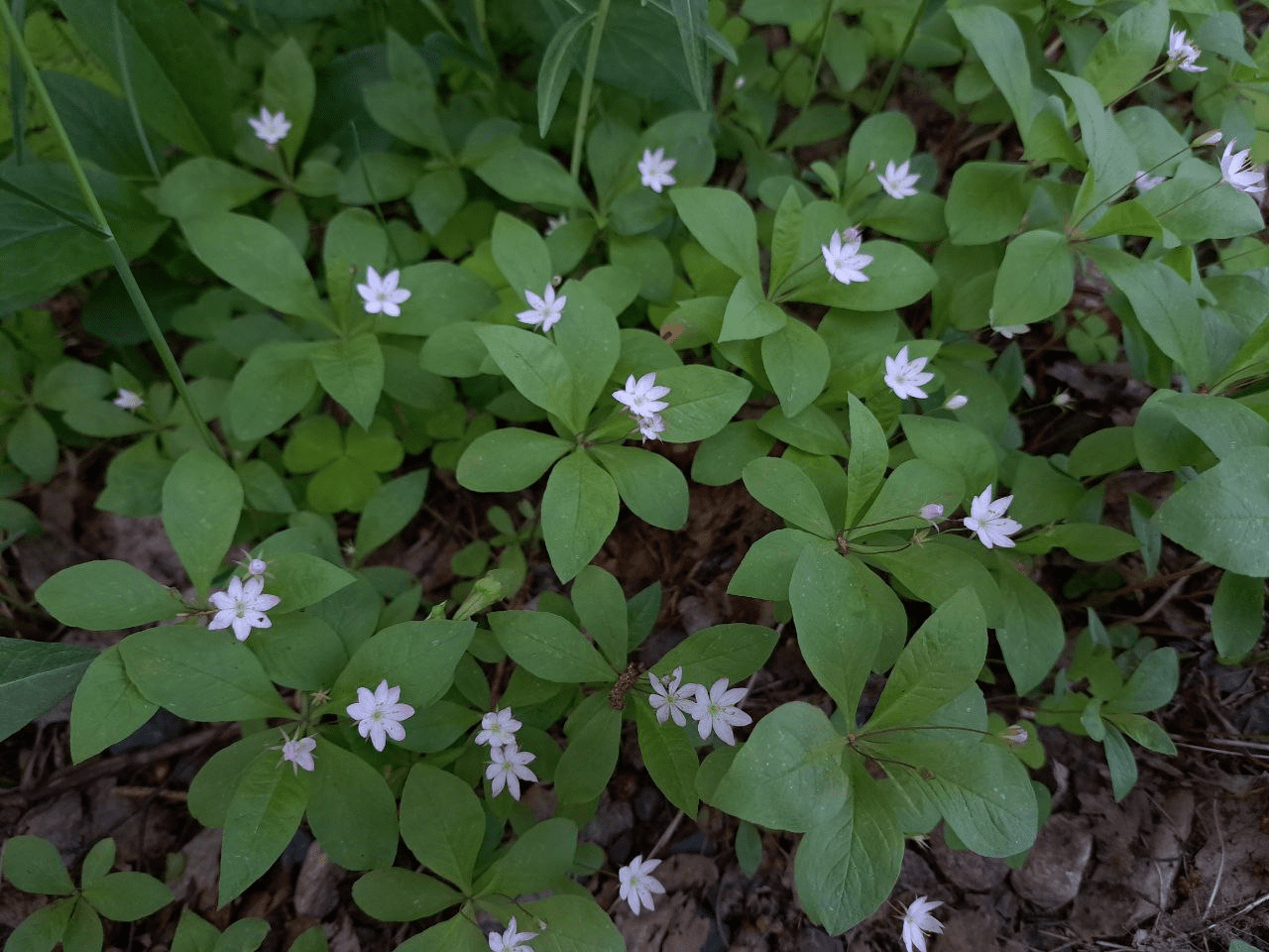 Изображение особи Trientalis europaea.