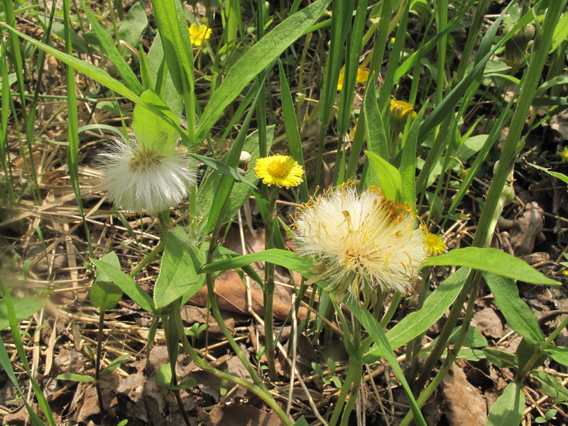 Изображение особи Tussilago farfara.