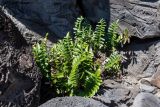 Asplenium decurrens. Спороносщее растение. Чили, обл. Valparaiso, провинция Isla de Pascua, северо-восточная часть острова, окр. бухты Ovahe, берег океана, скала. 13.03.2023.