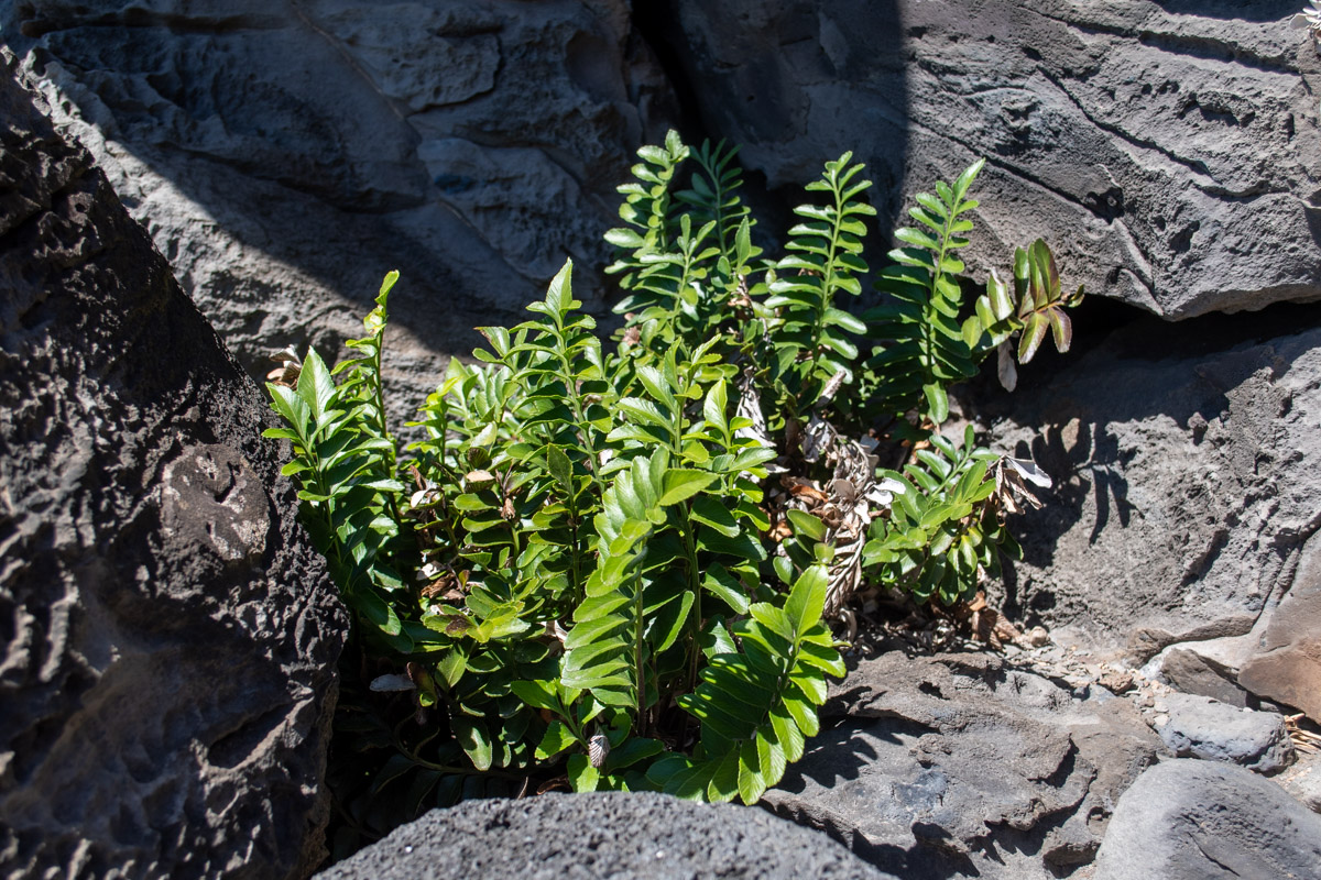 Изображение особи Asplenium decurrens.