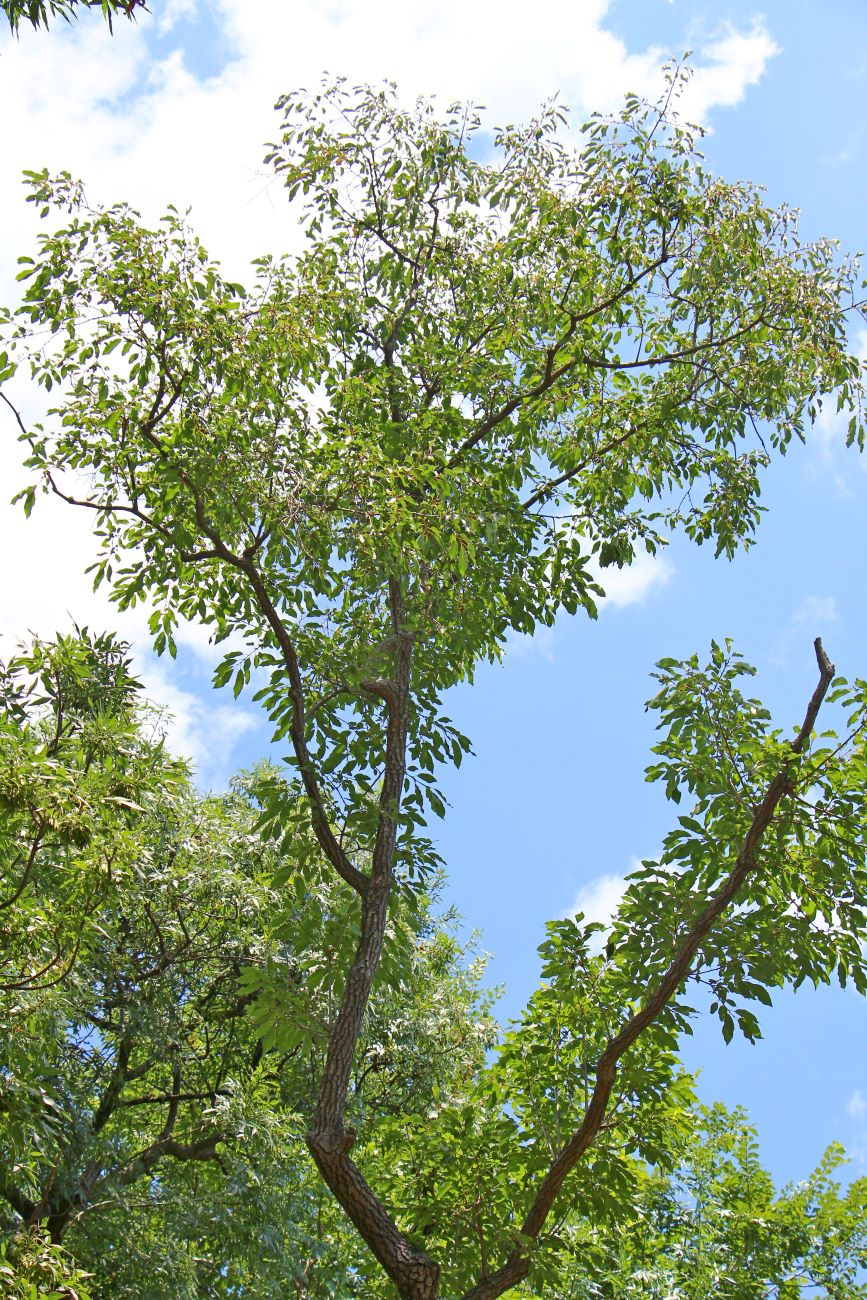 Image of genus Diospyros specimen.