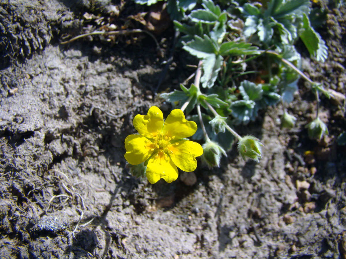 Изображение особи Potentilla tephroleuca.