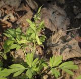 Corydalis solida