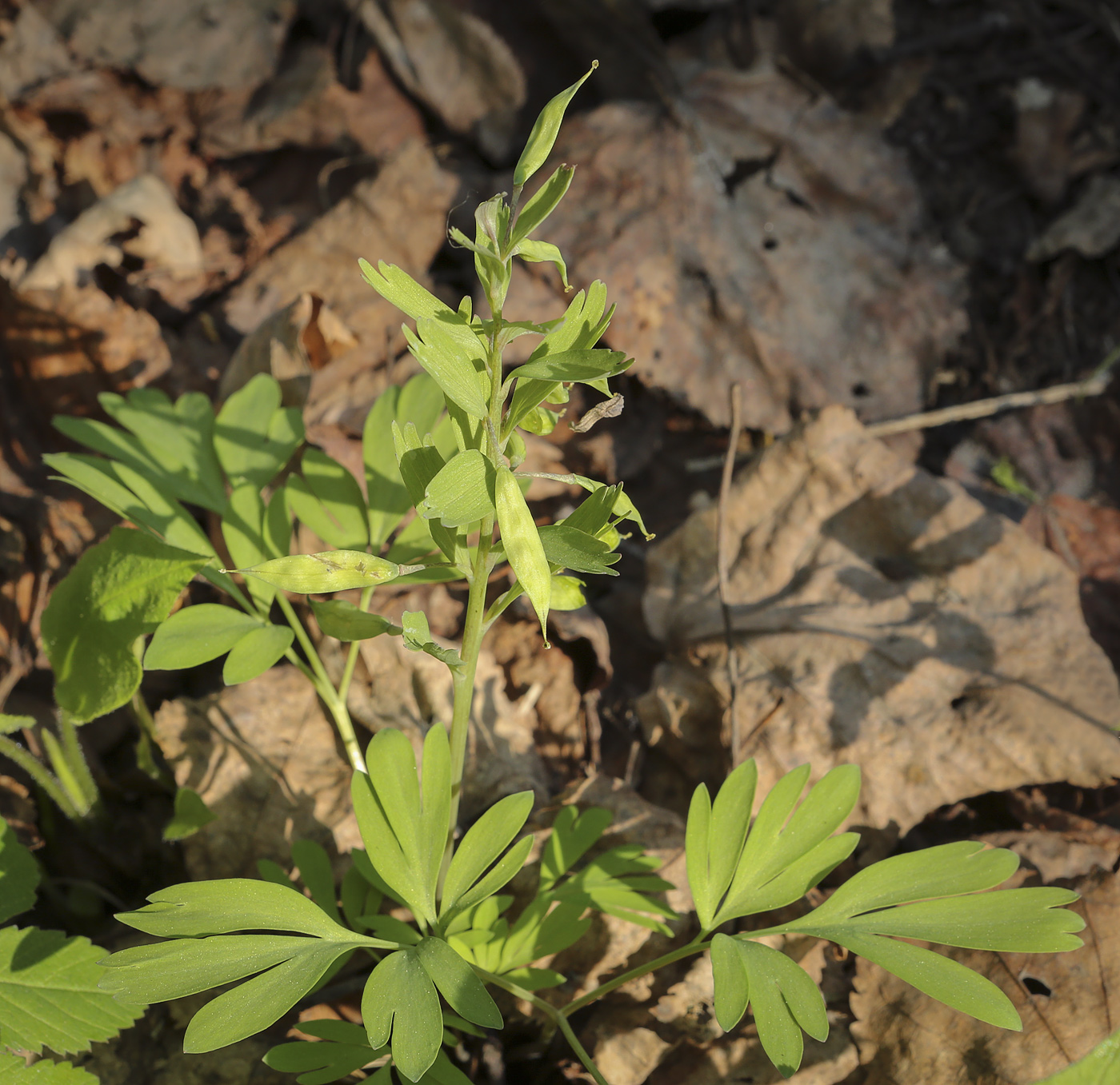 Image of Corydalis solida specimen.