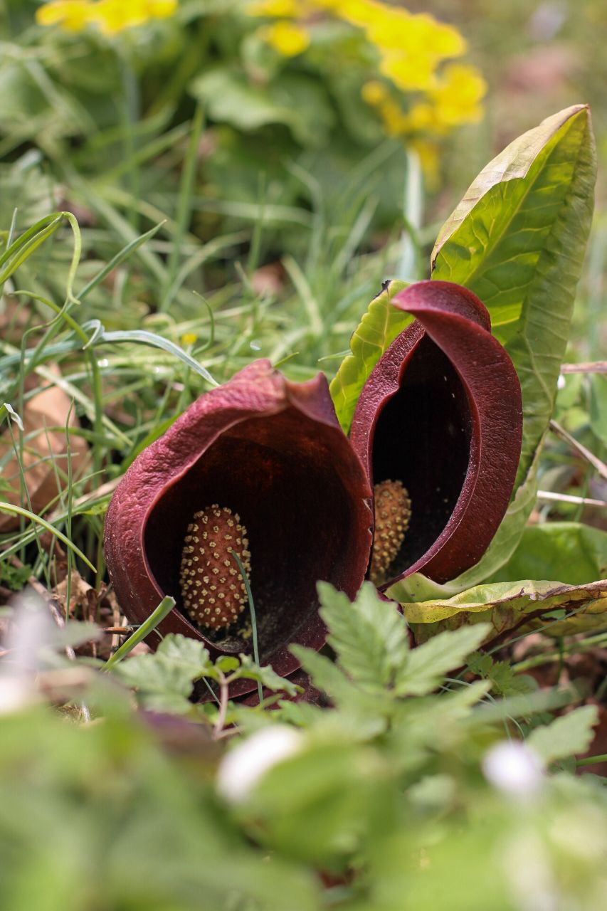 Image of Symplocarpus renifolius specimen.