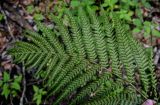 Dryopteris filix-mas