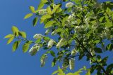 Padus virginiana. Цветущая ветвь. Ленинградская обл., г. Приморск, окр. кирхи Св. Марии Магдалины, в уличном озеленении. 11.06.2023.