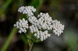 Achillea nobilis. Соцветия. Оренбургская обл., Кувандыкский гор. округ, заповедник \"Шайтан-Тау\", долина р. Сакмара, подножие лугового склона. 05.07.2023.