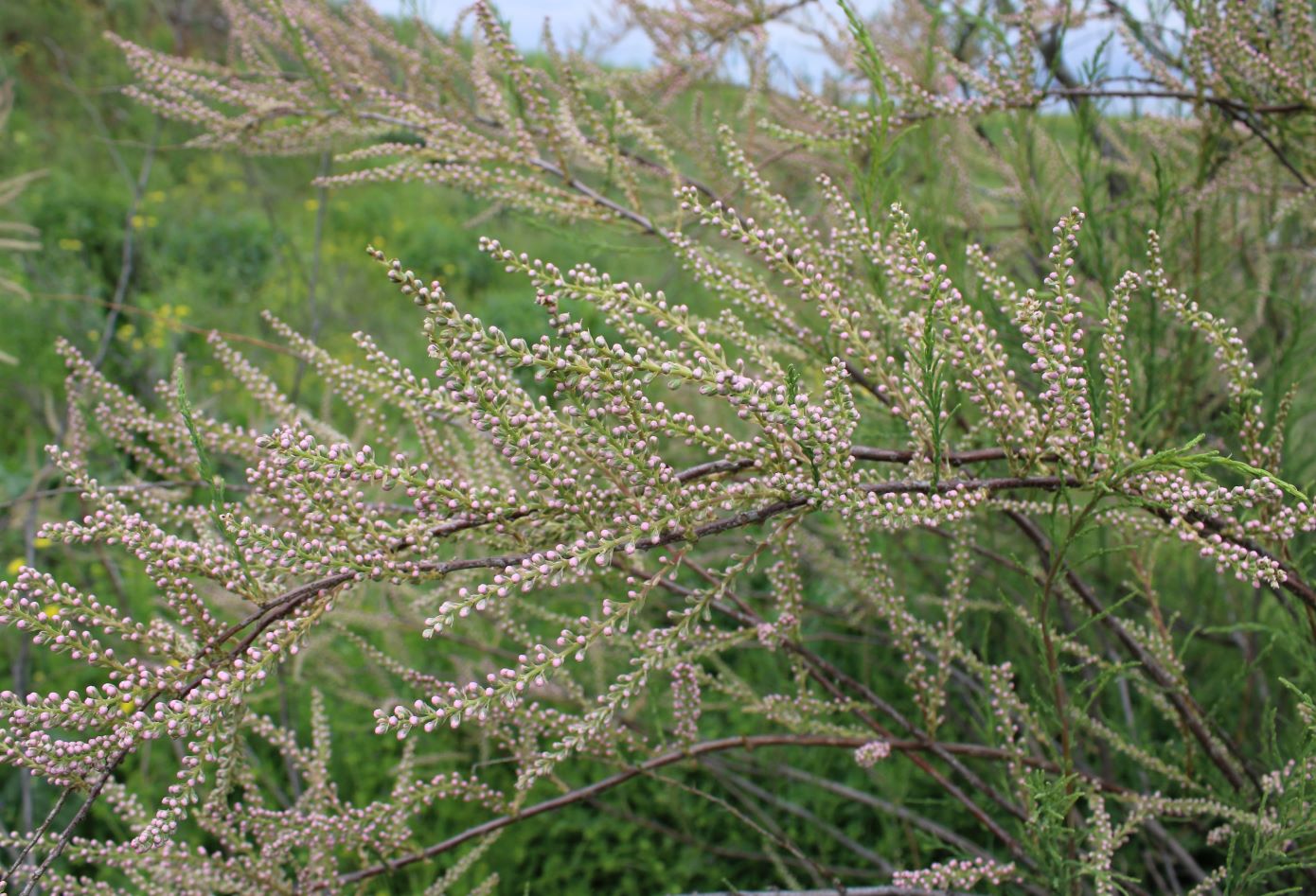 Image of Tamarix octandra specimen.