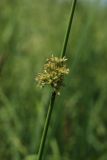 Juncus effusus