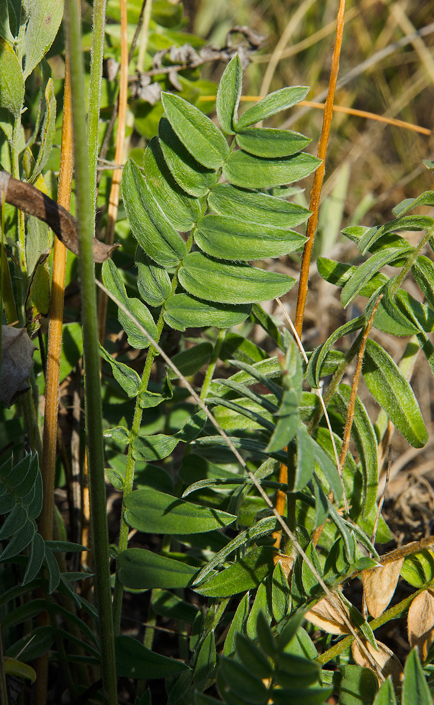 Image of Oxytropis spicata specimen.