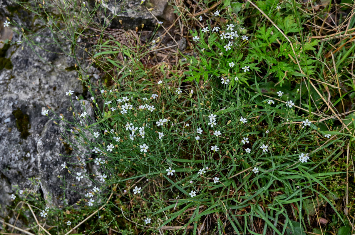 Изображение особи Petrorhagia saxifraga.