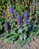 Ajuga genevensis