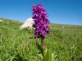 Dactylorhiza euxina. Верхушка побега с соцветием. Адыгея, Кавказский биосферный заповедник, северо-восточный склон горы Блям, ≈ 2300 м н.у.м., субальпийский луг. 24.07.2017.