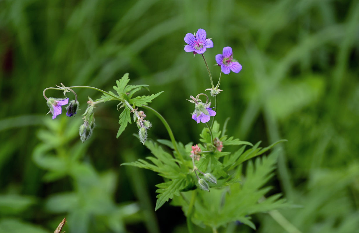 Image of Geranium pseudosibiricum specimen.