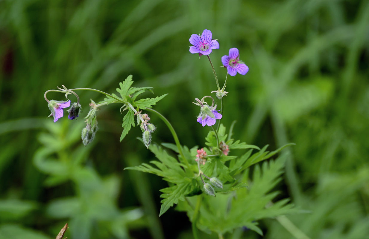 Изображение особи Geranium pseudosibiricum.